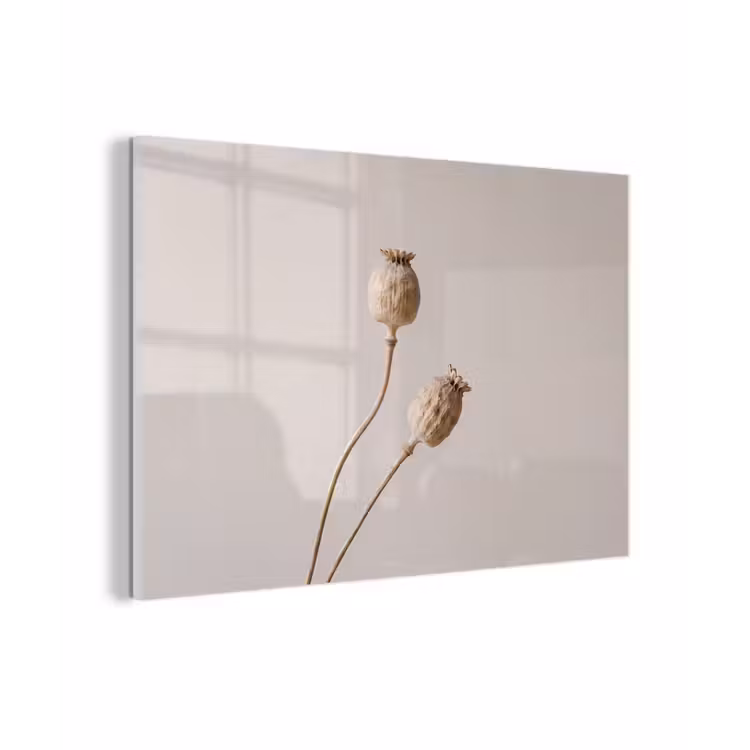 Papaverbollen - Droogbloemen - Minimalistisch - Beige - Rustig plexiglas 5mm klein -zzzproduct_nieuw