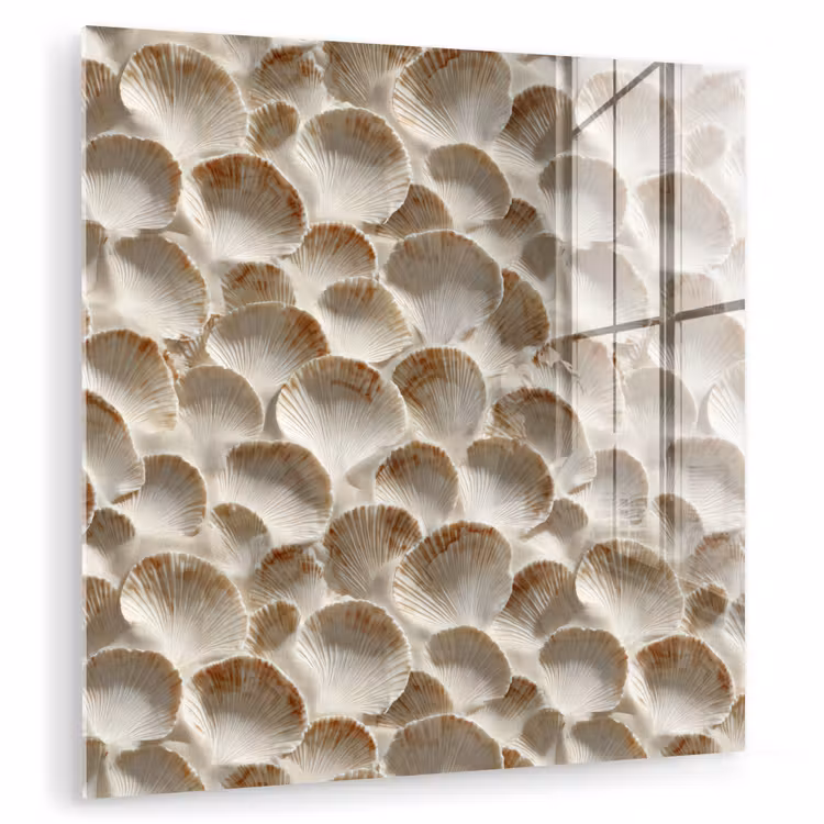Schelpen - Waaiervorm - Wit plexiglas 5mm klein 11 -zzzproduct_nieuw