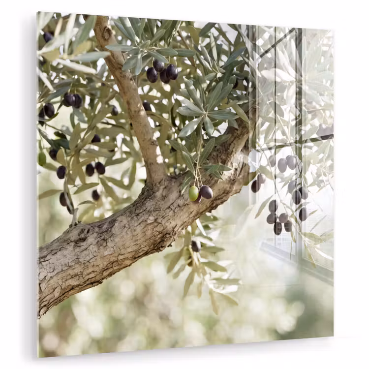 Glasbild - Olivenbaum – Zweig – grün - Olijfboom - tak - groen plexiglas 5mm klein