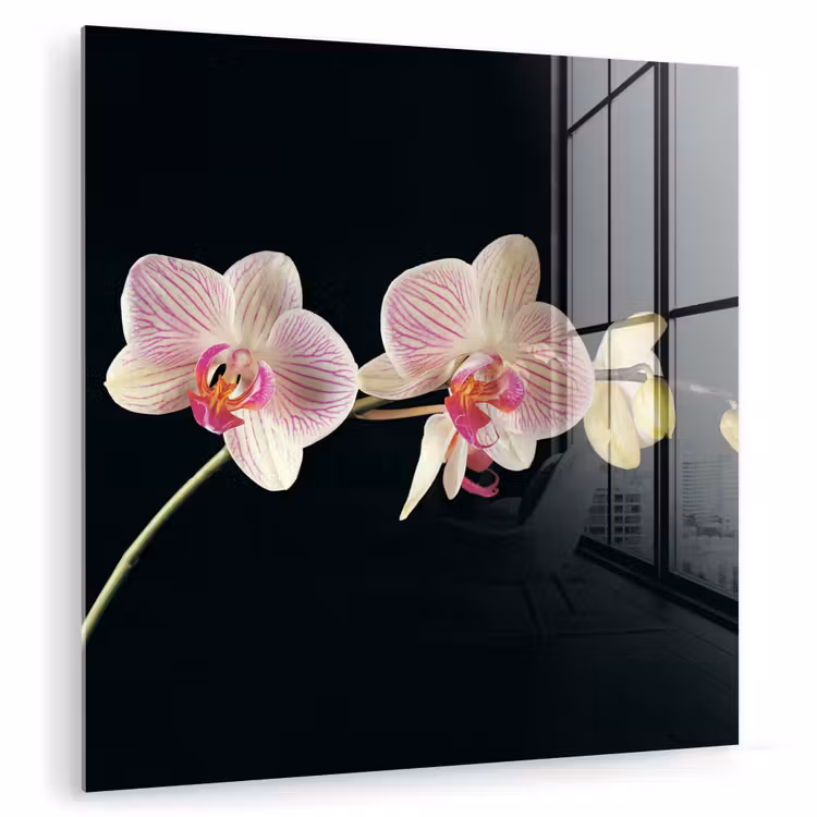 Orchidee - Bloemen - Zwart - Roze - Knoppen plexiglas 5mm klein -zzzproduct_nieuw