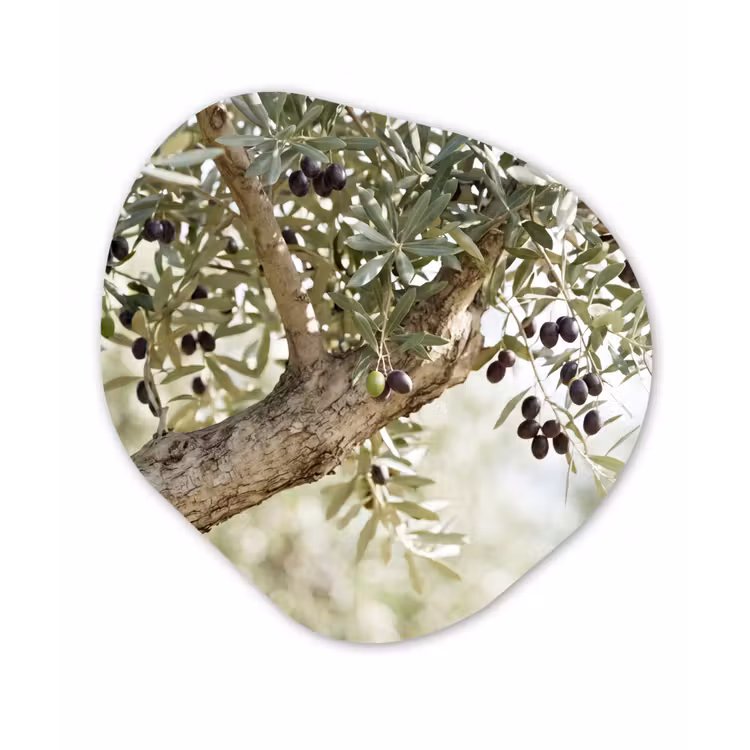 Glasbild Organische Form - Olivenbaum – Zweig – grün - Olijfboom - tak - groen Wandcirkel Organisch Plexiglas middel