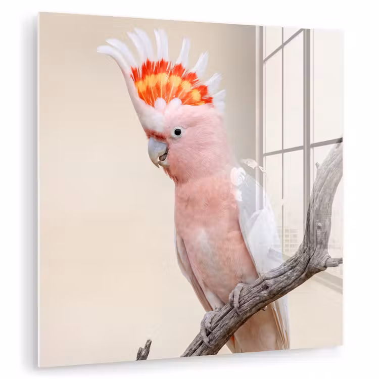Papagaai - Tak - Roze plexiglas 5mm klein -zzzproduct_nieuw