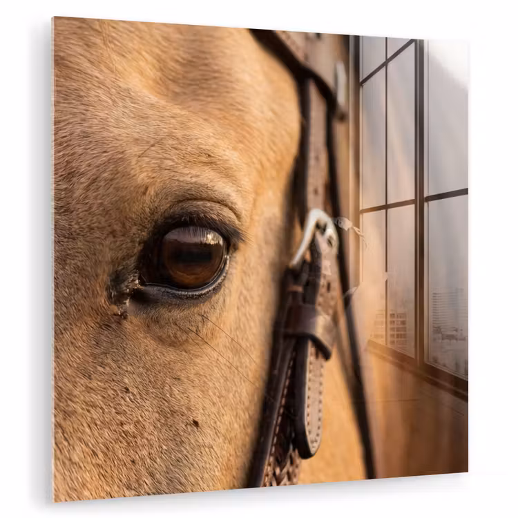 Paard - Oog - Bruin plexiglas 5mm klein -zzzproduct_nieuw