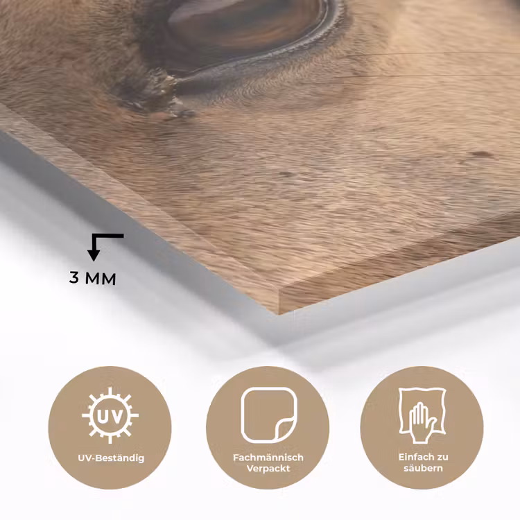 Paard - Oog - Bruin plexiglas 5mm klein -wsfeer2_DE
