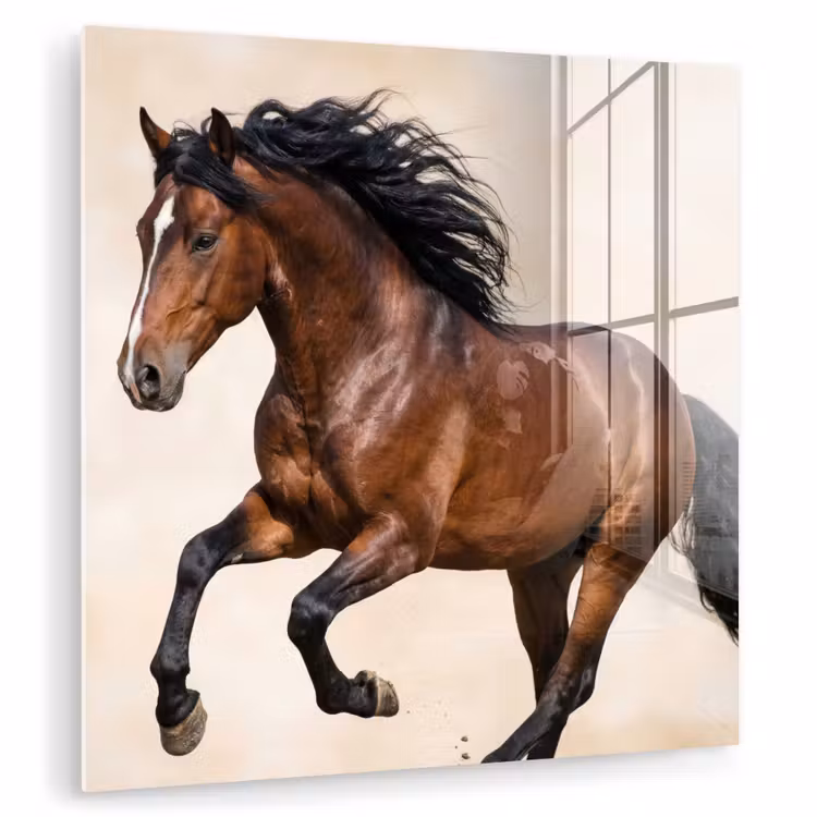 Paard - Galop - Energie plexiglas 5mm klein -zzzproduct_nieuw