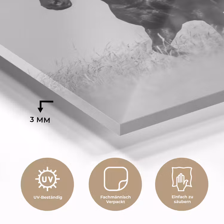 Paarden - Gras - Zwart - Wit plexiglas 5mm klein -wsfeer2_DE