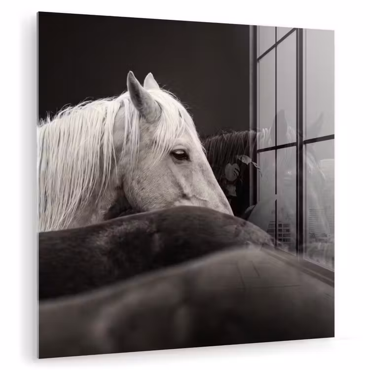 Paarden - Zwart - Wit - Kudde plexiglas 5mm klein -zzzproduct_nieuw