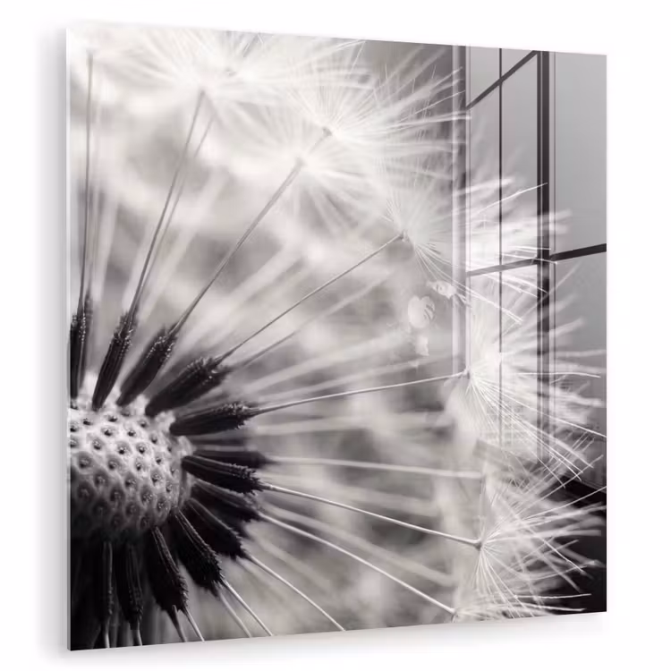 Paardenbloem - Zwart - Wit plexiglas 5mm klein -zzzproduct_nieuw
