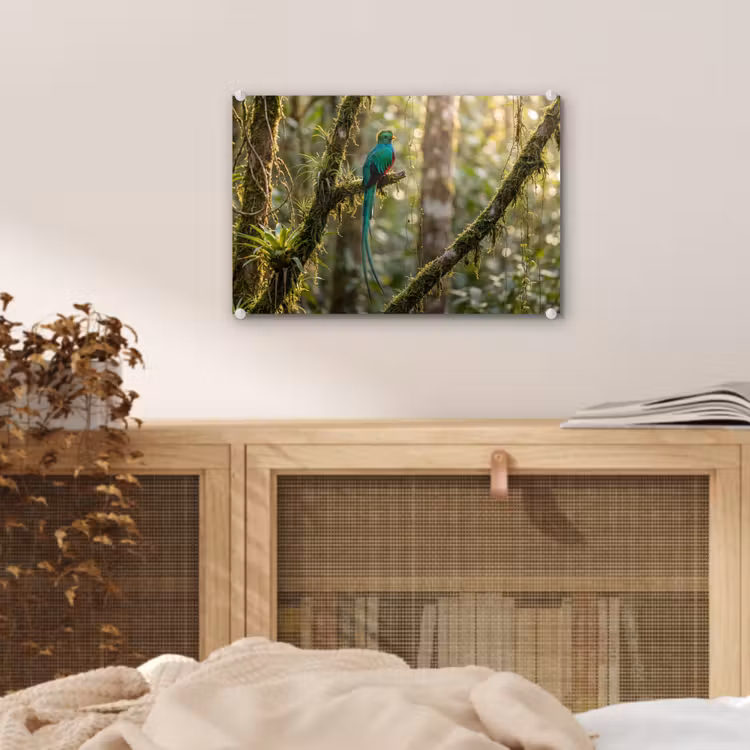 Quetzal - Jungle - Natuur - Groen plexiglas 5mm klein -sfeer3