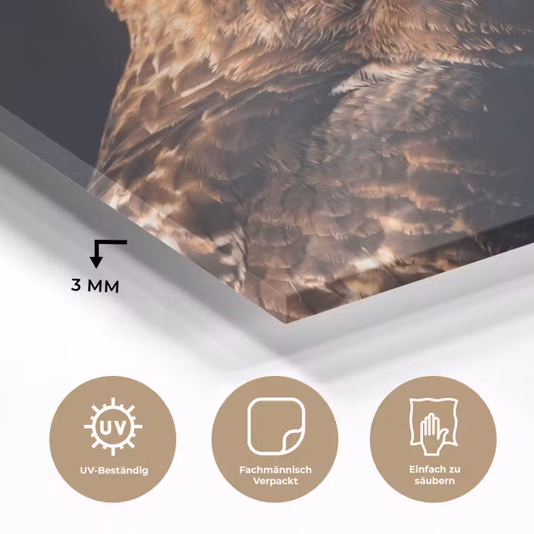 Roofvogel - Buizerd - Bruin plexiglas 5mm klein -wsfeer2_DE