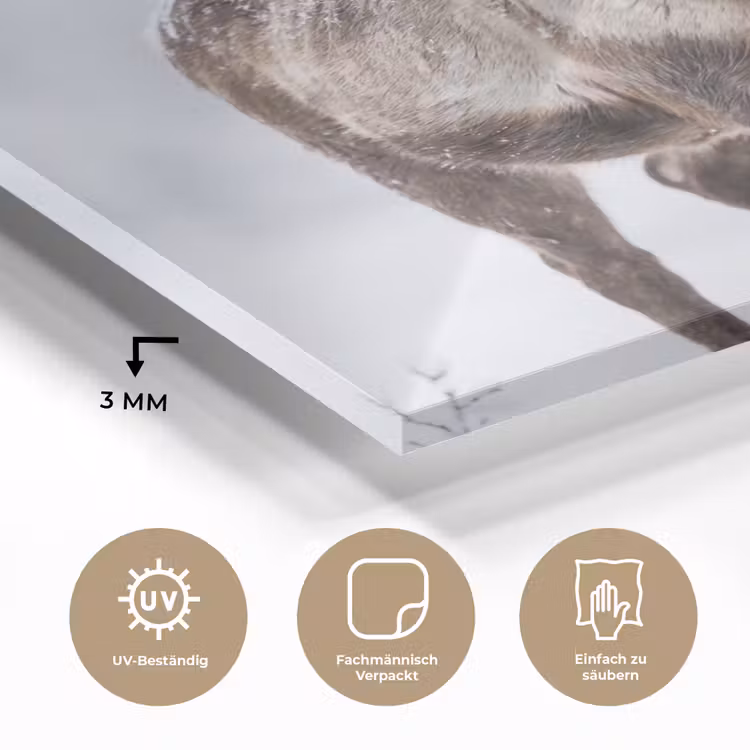 Rendier - Gewei - Toendra - Sneeuw - Wild plexiglas 5mm klein -wsfeer2_DE