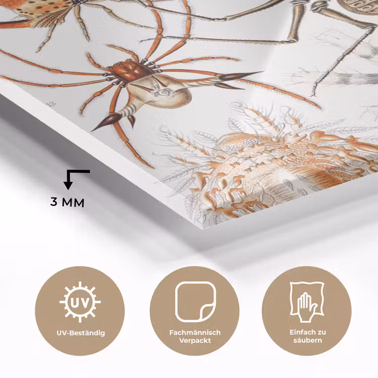 Retro - Spin - Ernst Haeckel - Spinnen plexiglas 5mm klein -wsfeer2_DE