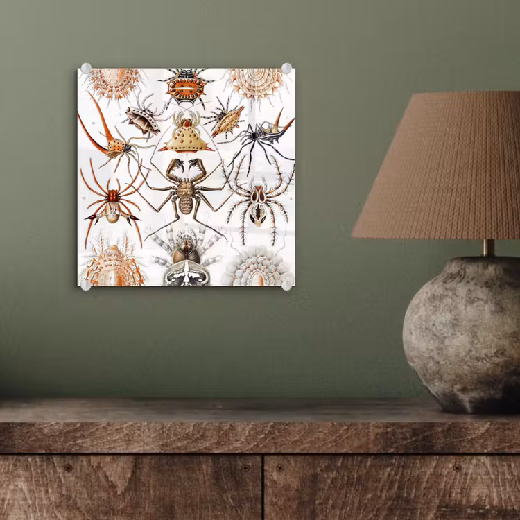 Retro - Spin - Ernst Haeckel - Spinnen plexiglas 5mm klein -sfeer3