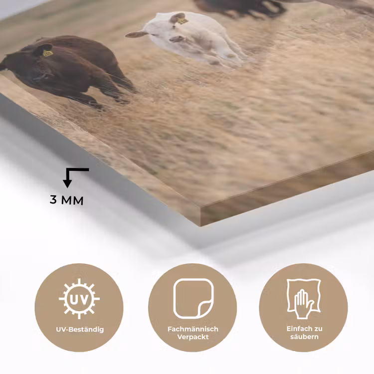 Runderen - Kudde - Landschap - Weide - Rustig plexiglas 5mm klein -wsfeer2_DE