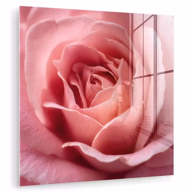 Roze - Roos - Romantisch plexiglas 5mm klein -zzzproduct_nieuw