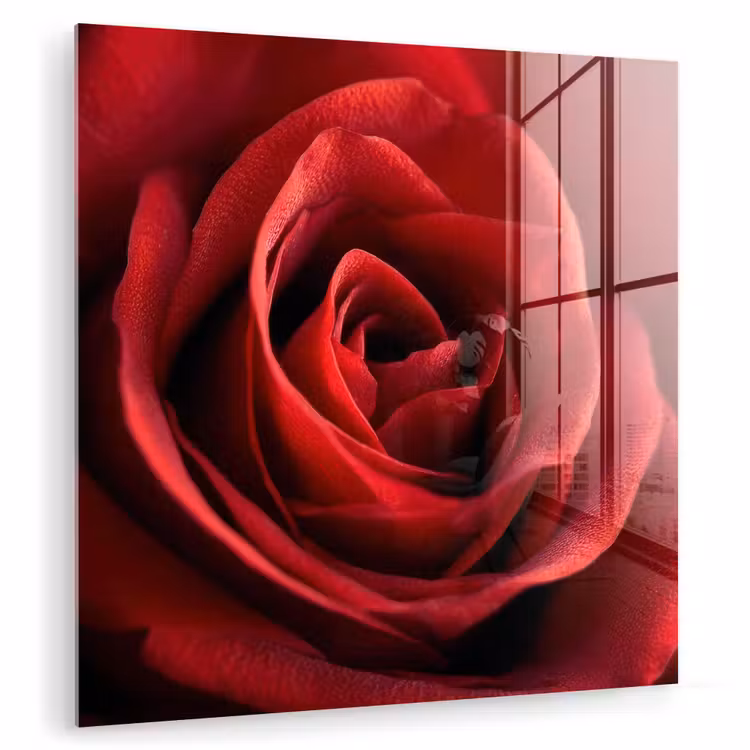 Rood - Roos - Romantisch plexiglas 5mm klein -zzzproduct_nieuw