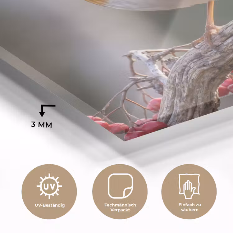 Roodborst - Tak - Bessen - Natuur plexiglas 5mm klein -wsfeer2_DE