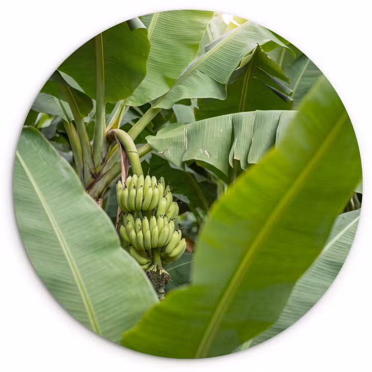 Glasbild Rund - Essen – Bananen – Plantage – Grün - Eten - Bananen - Plantage - Groen Wandcirkel plexiglas klein