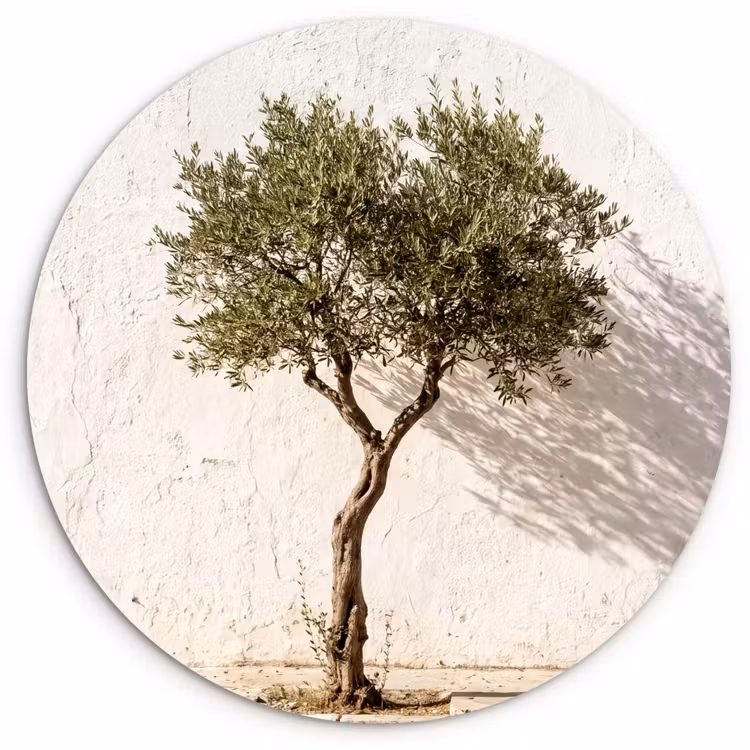 Glasbild Rund - Olivenbaum – Wand – weiß - Olijfboom - muur - wit Wandcirkel plexiglas klein