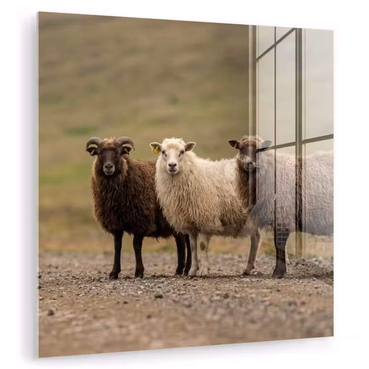 Schapen - Bruin - Wit - Grindpad plexiglas 5mm klein -zzzproduct_nieuw