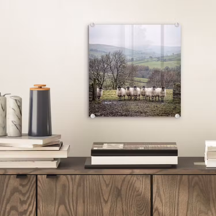Schapen - Rij - Weide - Dieren - Platteland plexiglas 5mm klein -sfeer1