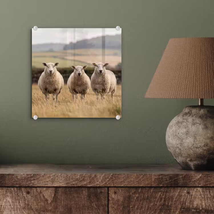 Schapen - Weidenlandschap - Heuvels plexiglas 5mm klein -sfeer3