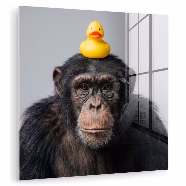 Chimpansee - Badeend - Grijs plexiglas 5mm klein -zzzproduct_nieuw