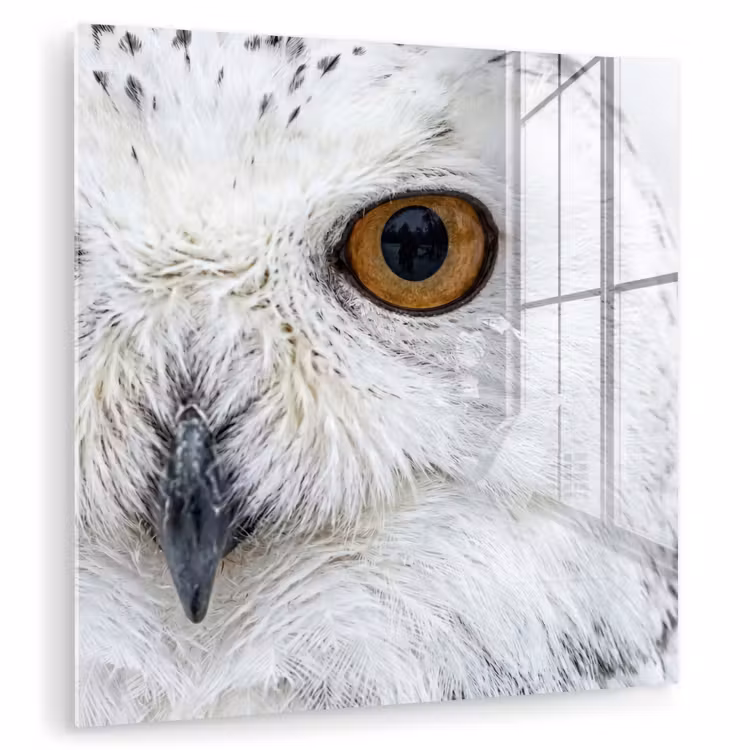 Sneeuwuil - Oog - Wildlife - Wit plexiglas 5mm klein -zzzproduct_nieuw