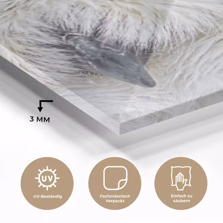 Sneeuwuil - Oog - Wildlife - Wit plexiglas 5mm klein -wsfeer2_DE