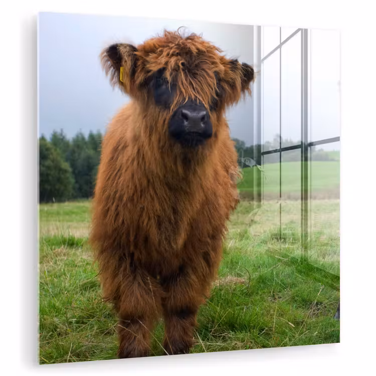 Schotse hooglander - Koeien - Natuur - Groen - Gras plexiglas 5mm klein -zzzproduct_nieuw