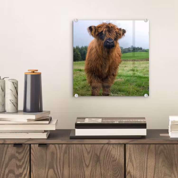 Schotse hooglander - Koeien - Natuur - Groen - Gras plexiglas 5mm klein -sfeer1