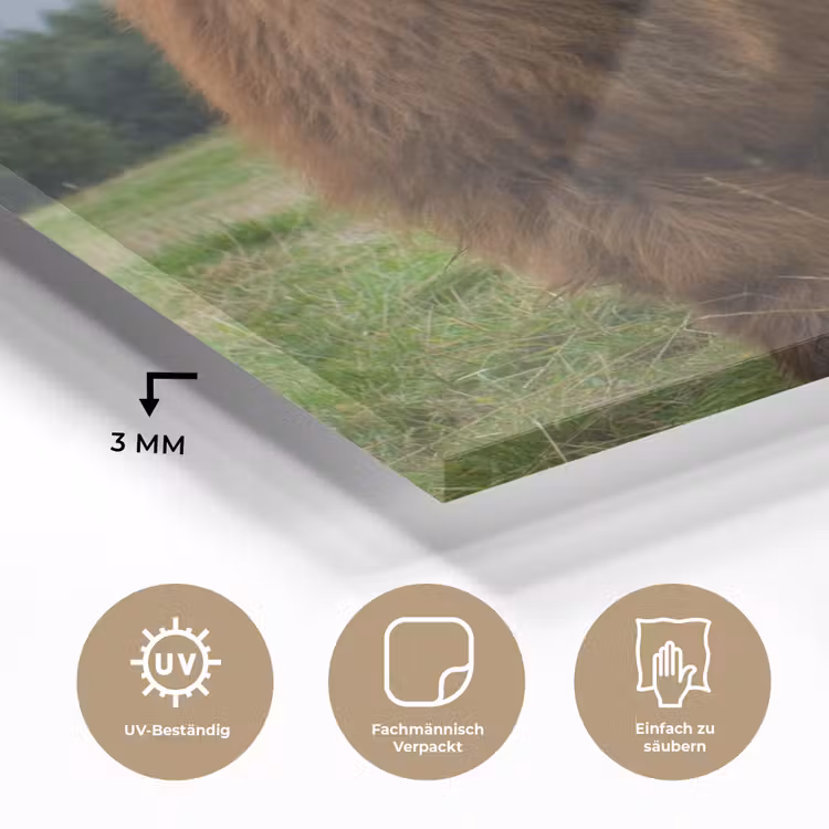 Schotse hooglander - Koeien - Natuur - Groen - Gras plexiglas 5mm klein -wsfeer2_DE