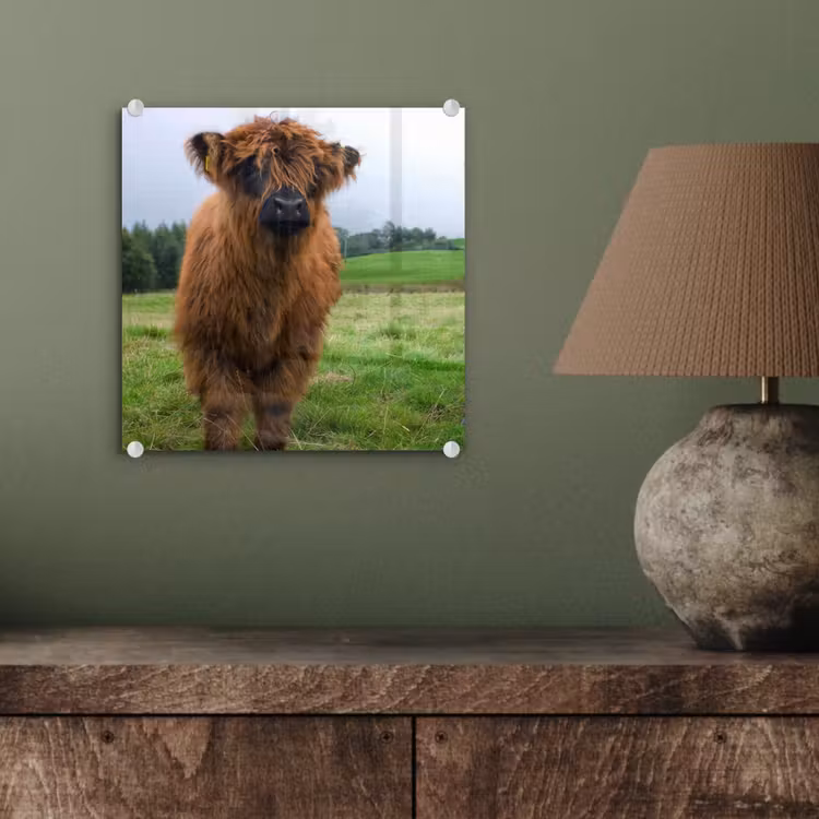 Schotse hooglander - Koeien - Natuur - Groen - Gras plexiglas 5mm klein -sfeer3