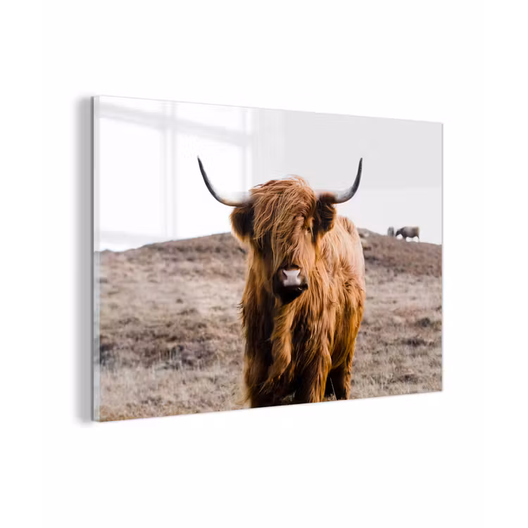 Schotse hooglander - Landschap - Koe - Bruin - Dieren - Natuur plexiglas 5mm klein -zzzproduct_nieuw