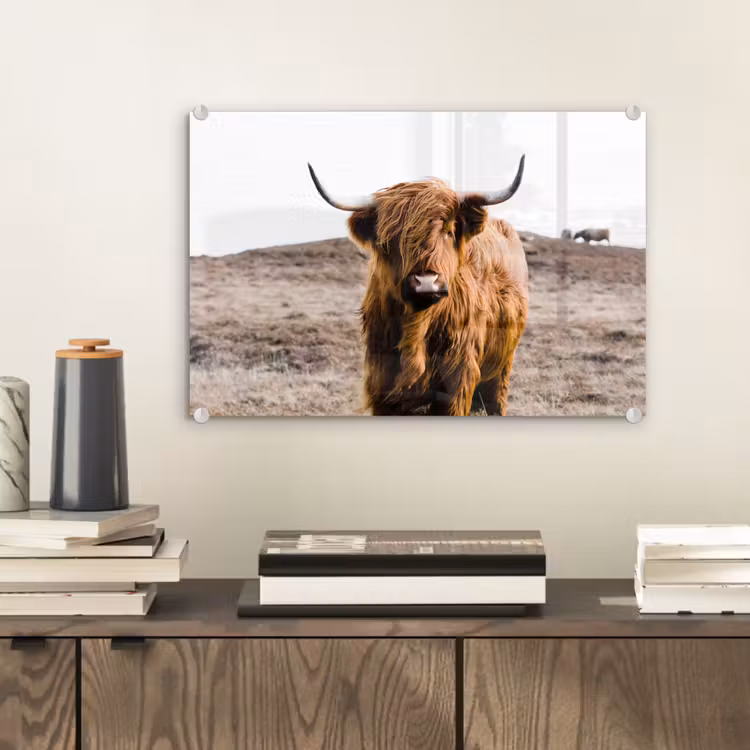 Schotse hooglander - Landschap - Koe - Bruin - Dieren - Natuur plexiglas 5mm klein -sfeer1