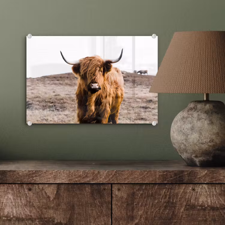 Schotse hooglander - Landschap - Koe - Bruin - Dieren - Natuur plexiglas 5mm klein -wsfeer2_DE