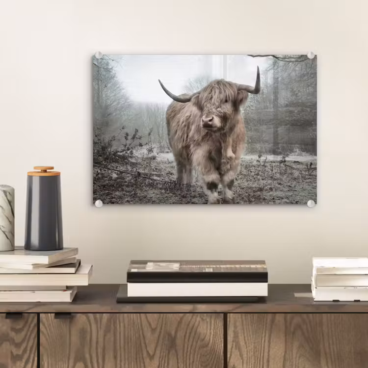 Schotse hooglander - Natuur - Herfst - Dieren - Wild - Bos plexiglas 5mm klein -sfeer1