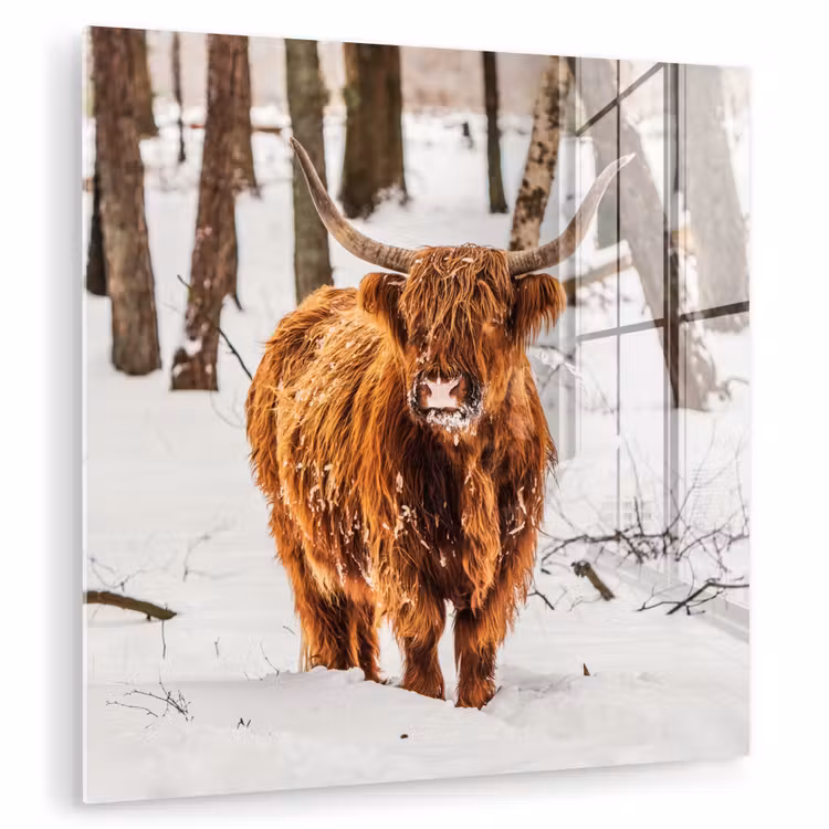 Schotse Hooglander - Sneeuw - Winter - Natuur - Dieren plexiglas 5mm klein -zzzproduct_nieuw