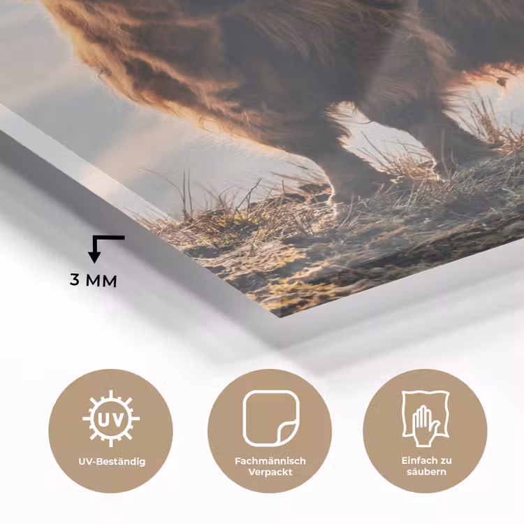 Schotse hooglander - Dieren - Landelijk - Landschap - Koe - Natuur plexiglas 5mm klein -wsfeer2_DE