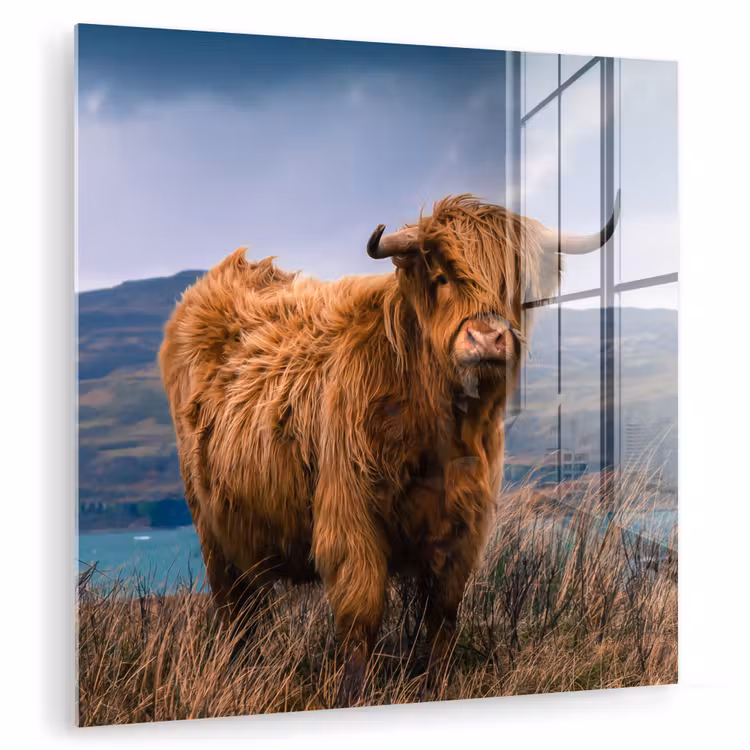 Schotse Hooglander - Berg - Water - Natuur - Koe plexiglas 5mm klein -zzzproduct_nieuw