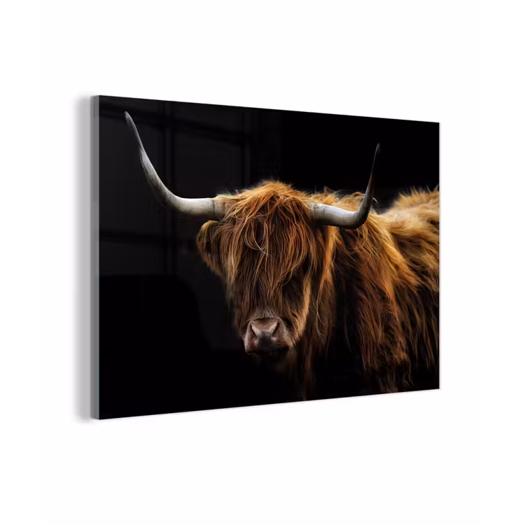 Schotse Hooglander - Horens - Zwart - Dieren - Natuur - Wild - Koe plexiglas 5mm klein -zzzproduct_nieuw