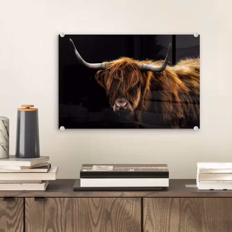 Schotse Hooglander - Horens - Zwart - Dieren - Natuur - Wild - Koe plexiglas 5mm klein -sfeer1