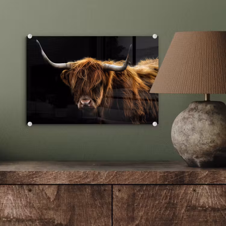 Schotse Hooglander - Horens - Zwart - Dieren - Natuur - Wild - Koe plexiglas 5mm klein -wsfeer2_DE