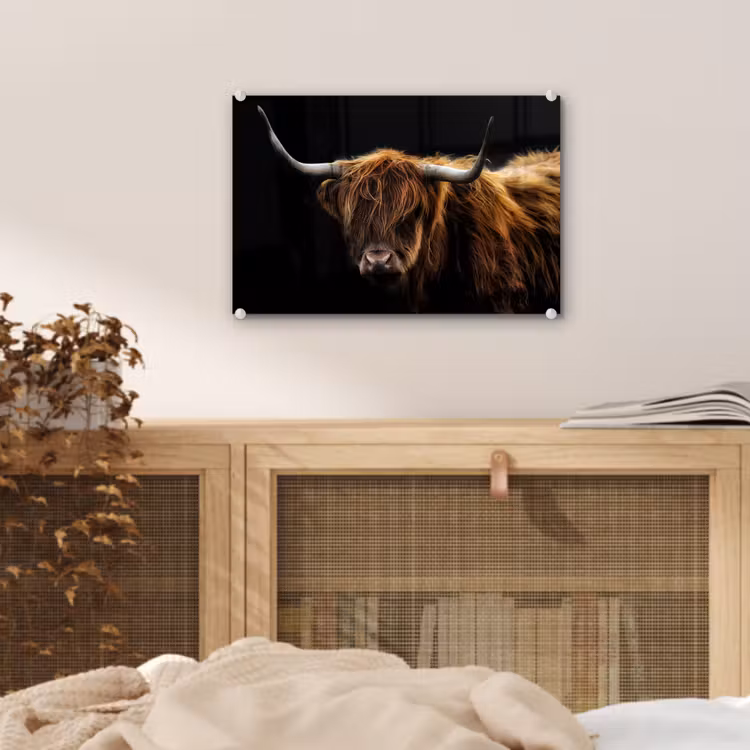 Schotse Hooglander - Horens - Zwart - Dieren - Natuur - Wild - Koe plexiglas 5mm klein -sfeer3