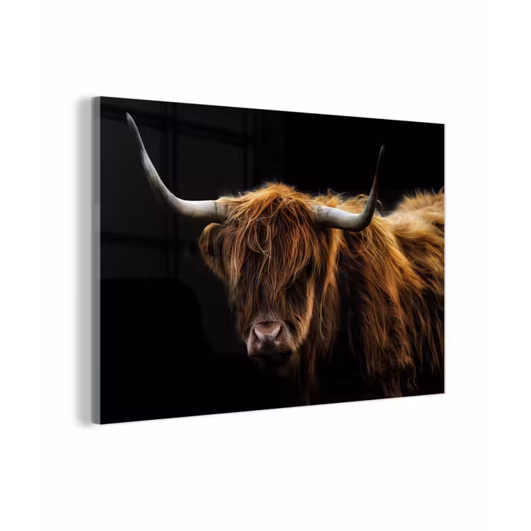 Schotse Hooglander - Horens - Zwart - Dieren - Natuur - Wild - Koe plexiglas 5mm klein -z3d
