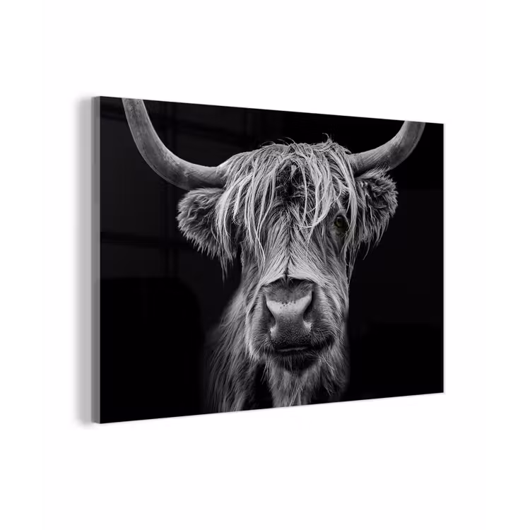 Schotse Hooglander - Horens - Zwart - Wit - Koe - Wild - Dieren plexiglas 5mm klein -zzzproduct_nieuw