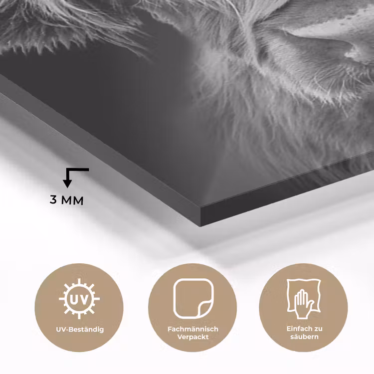 Schotse Hooglander - Horens - Zwart - Wit - Koe - Wild - Dieren plexiglas 5mm klein -wsfeer2_DE