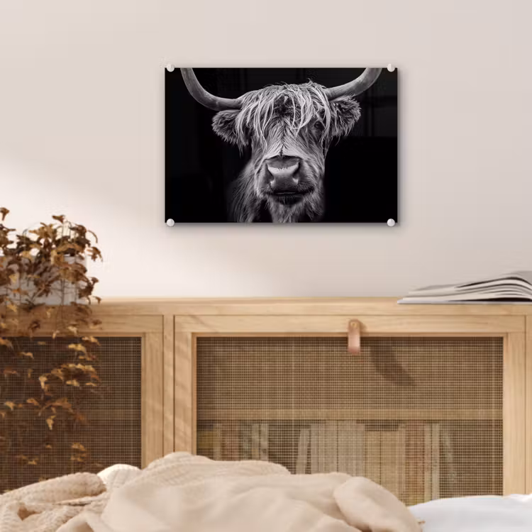 Schotse Hooglander - Horens - Zwart - Wit - Koe - Wild - Dieren plexiglas 5mm klein -sfeer3