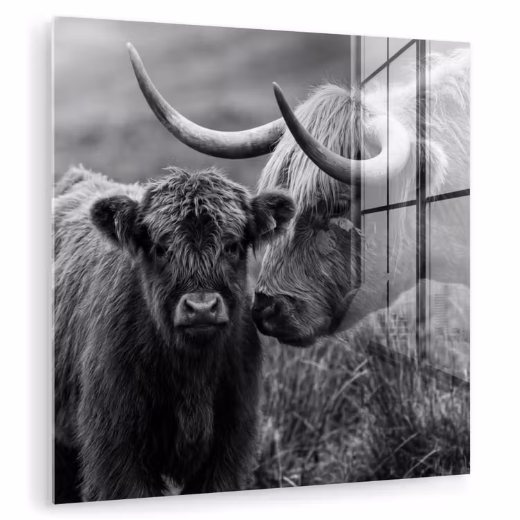 Schotse hooglander - Kalf - Zwart - Wit plexiglas 5mm klein -zzzproduct_nieuw