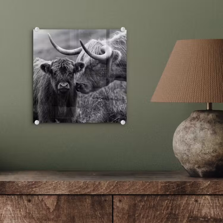 Schotse hooglander - Kalf - Zwart - Wit plexiglas 5mm klein -sfeer3